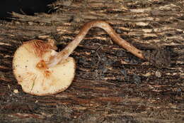 Image of Cystolepiota hetieri (Boud.) Singer 1973