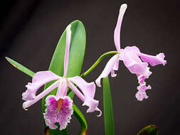 Image of Largest Cattleya