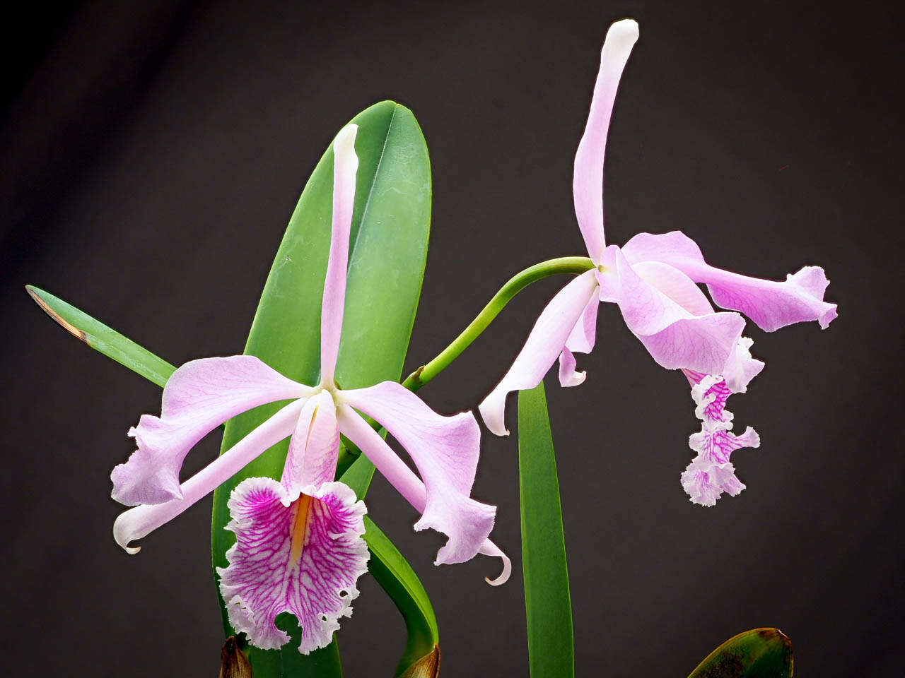 Image of Largest Cattleya