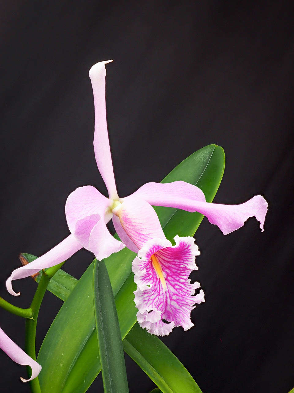 Image of Largest Cattleya