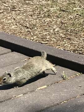 Image of Uinta ground squirrel