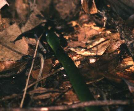 Image of Erythrolamprus typhlus (Linnaeus 1758)