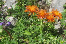 Imagem de Pilosella aurantiaca (L.) Sch. Bip., F. W. Schultz & Sch. Bip.