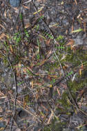 Image of Leptinella pusilla Hook. fil.