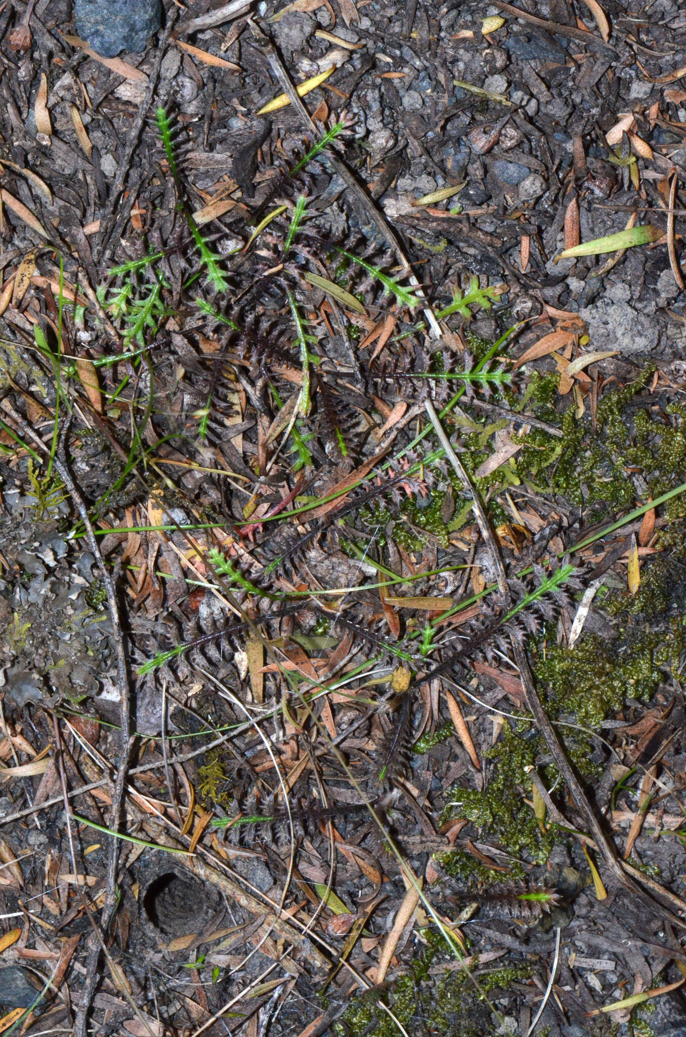 Image of Leptinella pusilla Hook. fil.