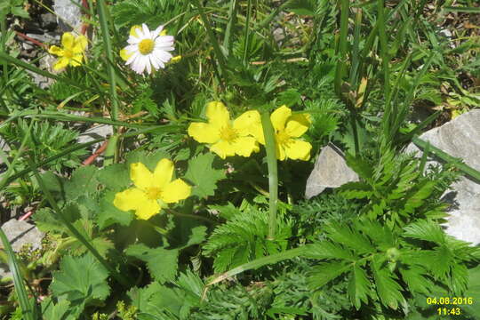 Image of silverweed cinquefoil