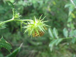 Image of Berkheya debilis Mac Owan