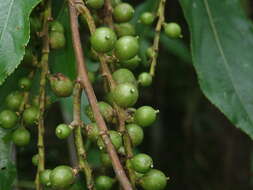 Image of Stachyurus himalaicus Hook. fil. & Thoms. ex Benth.