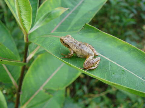 Sivun Pseudacris crucifer (Wied-Neuwied 1838) kuva