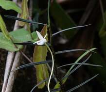 Image de Angraecum filicornu Thouars