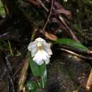 Image of Rossioglossum oerstedii (Rchb. fil.) M. W. Chase & N. H. Williams