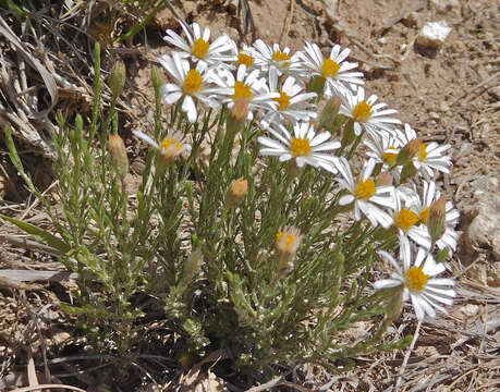 Image of rose heath