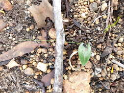 Caladenia sericea Lindl.的圖片