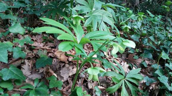 Image of Green Hellebore