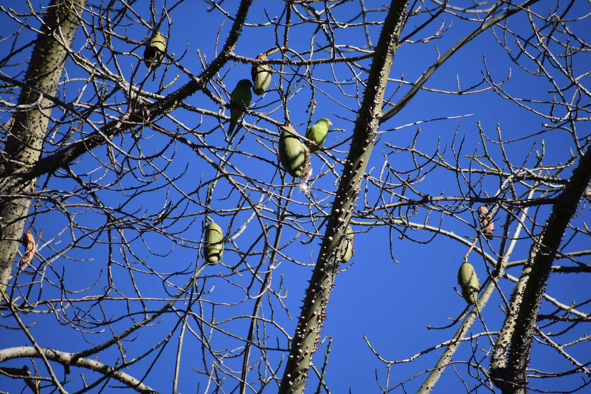 Image of Yellow-chevroned Parakeet