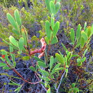Image of Red-eyed Wattle