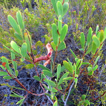 Image of Red-eyed Wattle