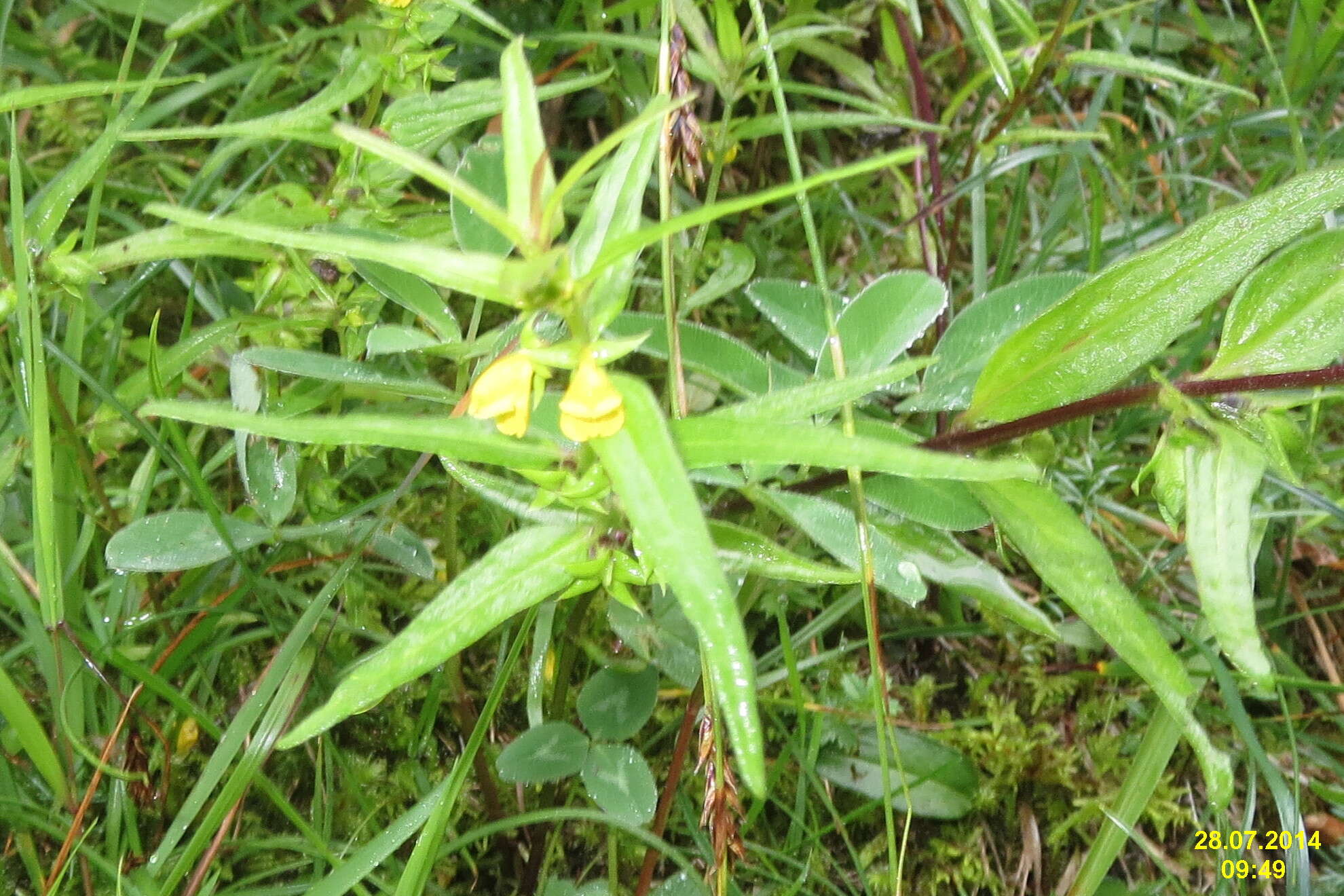Image of Small cow-wheat