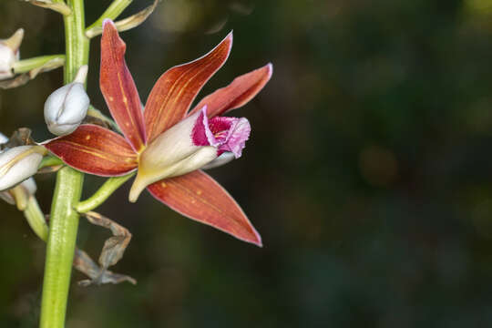 Image of Phaius australis F. Muell.