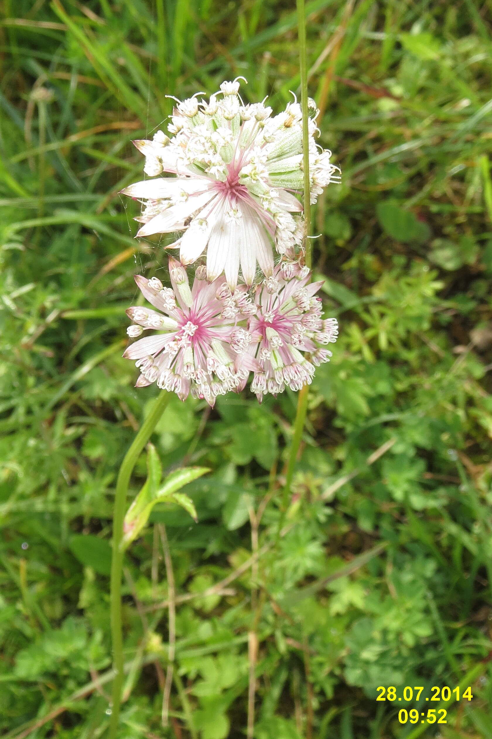 Imagem de Astrantia major L.