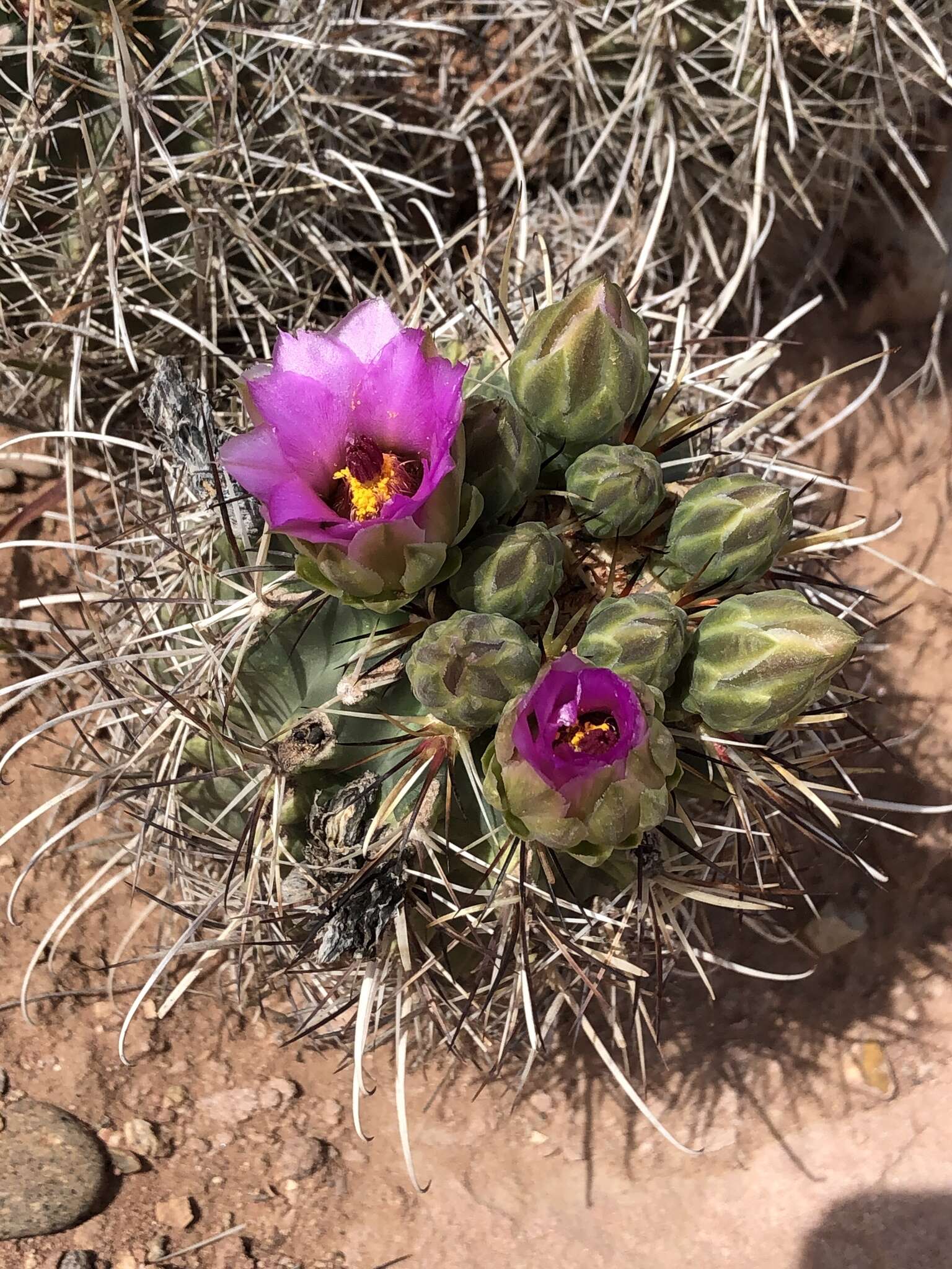 Plancia ëd Sclerocactus parviflorus Clover & Jotter