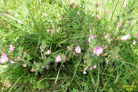 Plancia ëd Ononis spinosa subsp. hircina (Jacq.) Gams