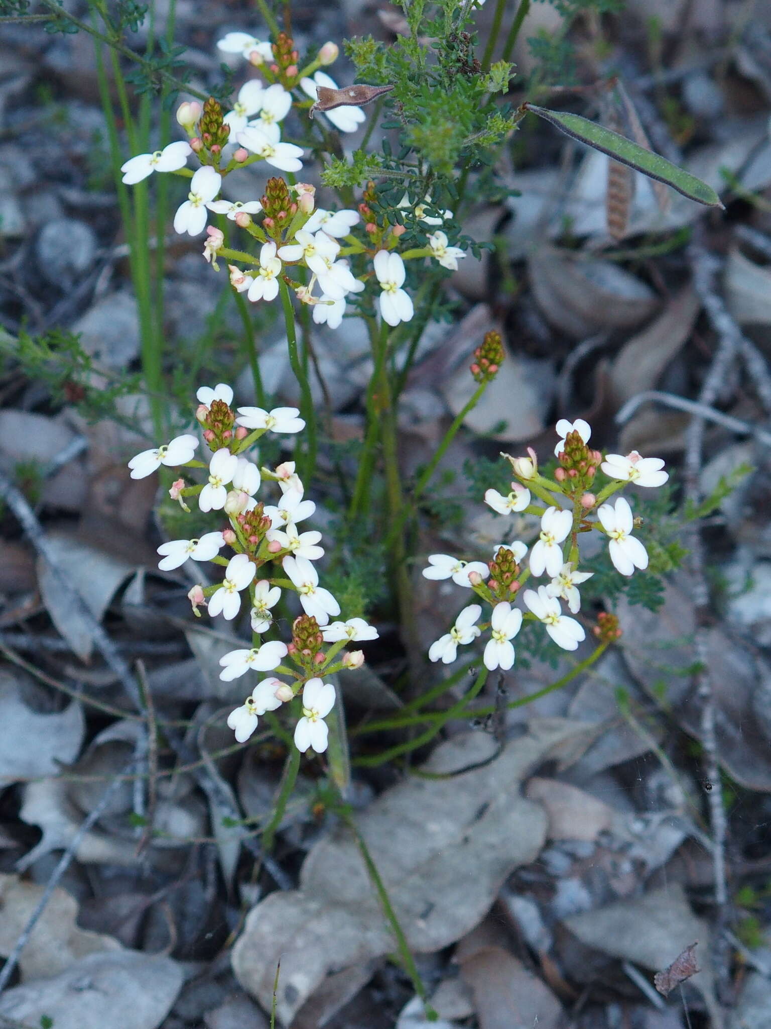 Image of Stylidium junceum R. Br.