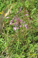 Image of Allium carinatum L.