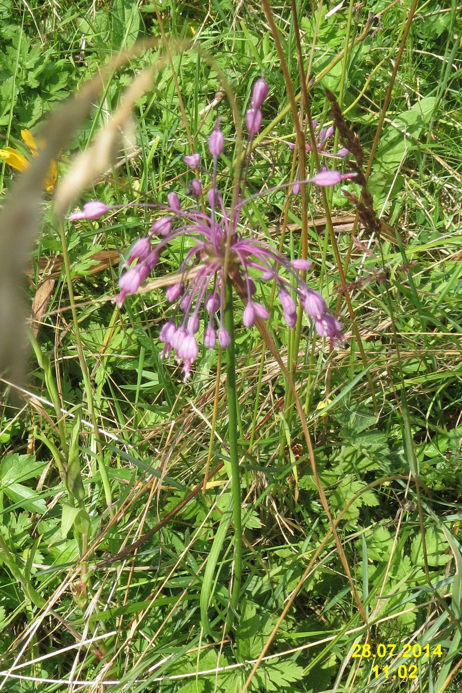 Image of Allium carinatum L.