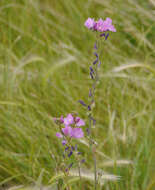 Imagem de Sidalcea neomexicana A. Gray