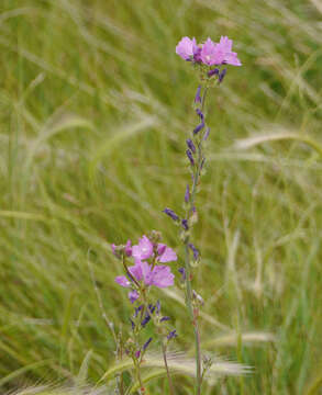 Image of salt spring checkerbloom