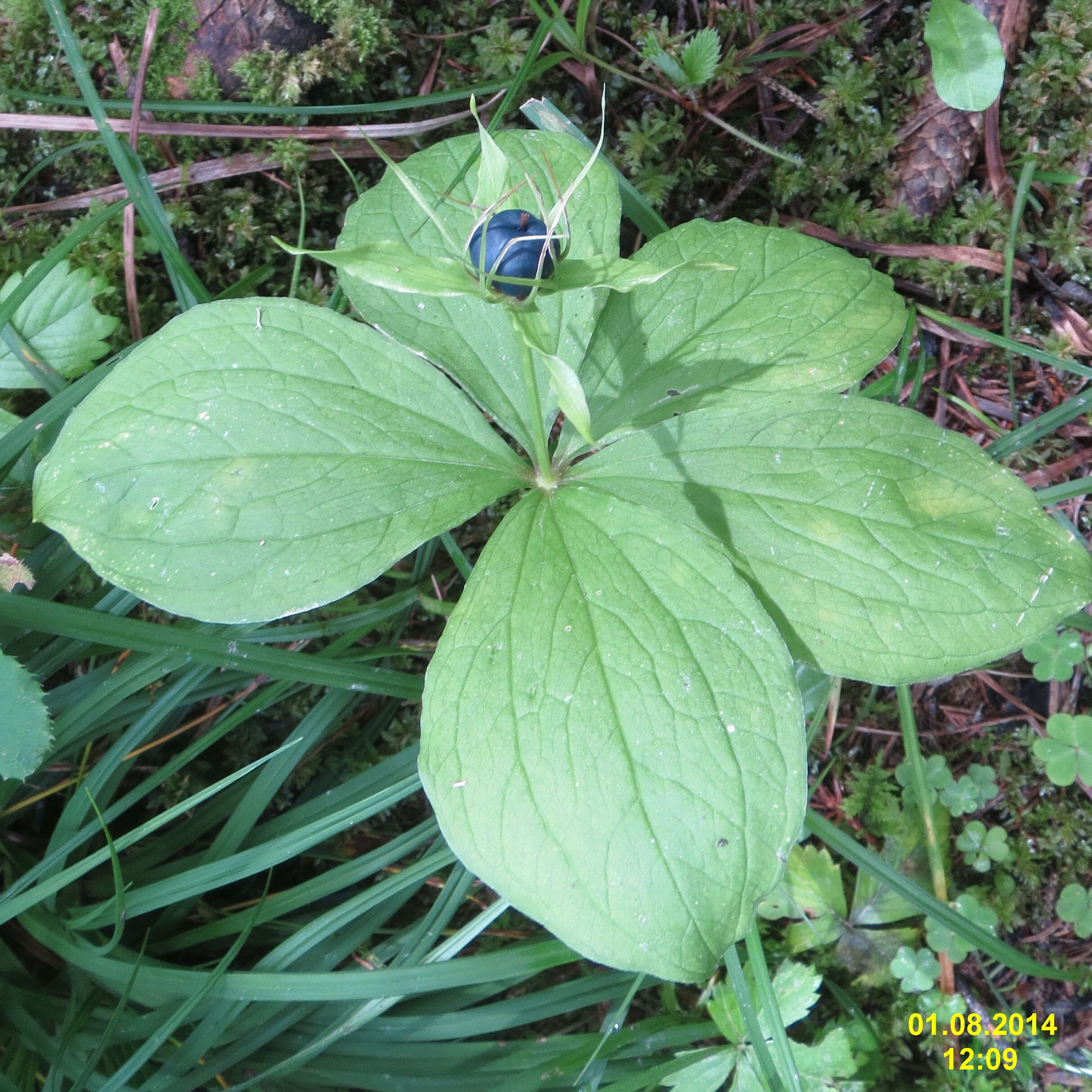 Image of herb Paris