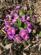 Image of Primula acaulis subsp. rubra (Sm.) Greuter & Burdet