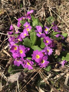 Image of Primula acaulis subsp. rubra (Sm.) Greuter & Burdet