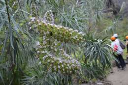 Echium sventenii Bramwell的圖片