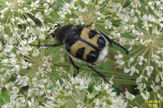 Image of Bee beetle