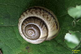 Image of Copse Snail