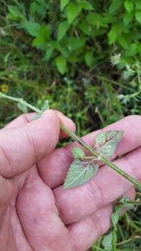 Image de Salvia misella Kunth