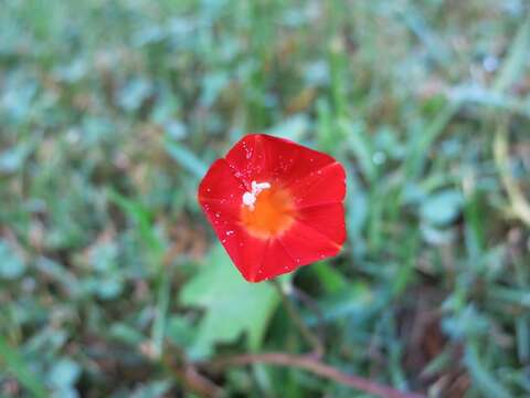 Image of Ipomoea coccinea L.