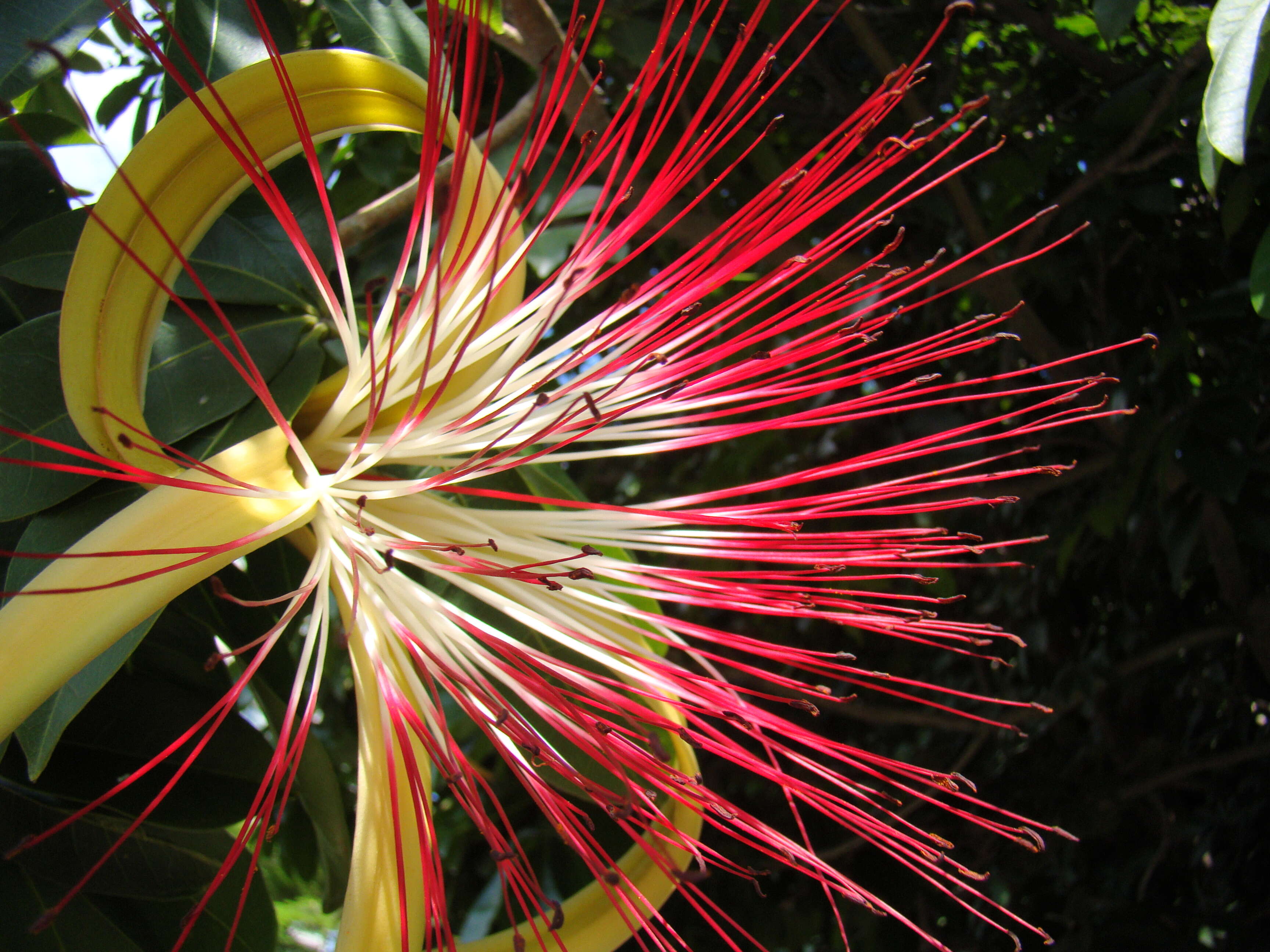 Image of Guiana-chestnut