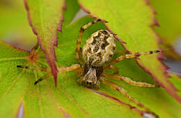 Image of Salsa fuliginata (L. Koch 1872)