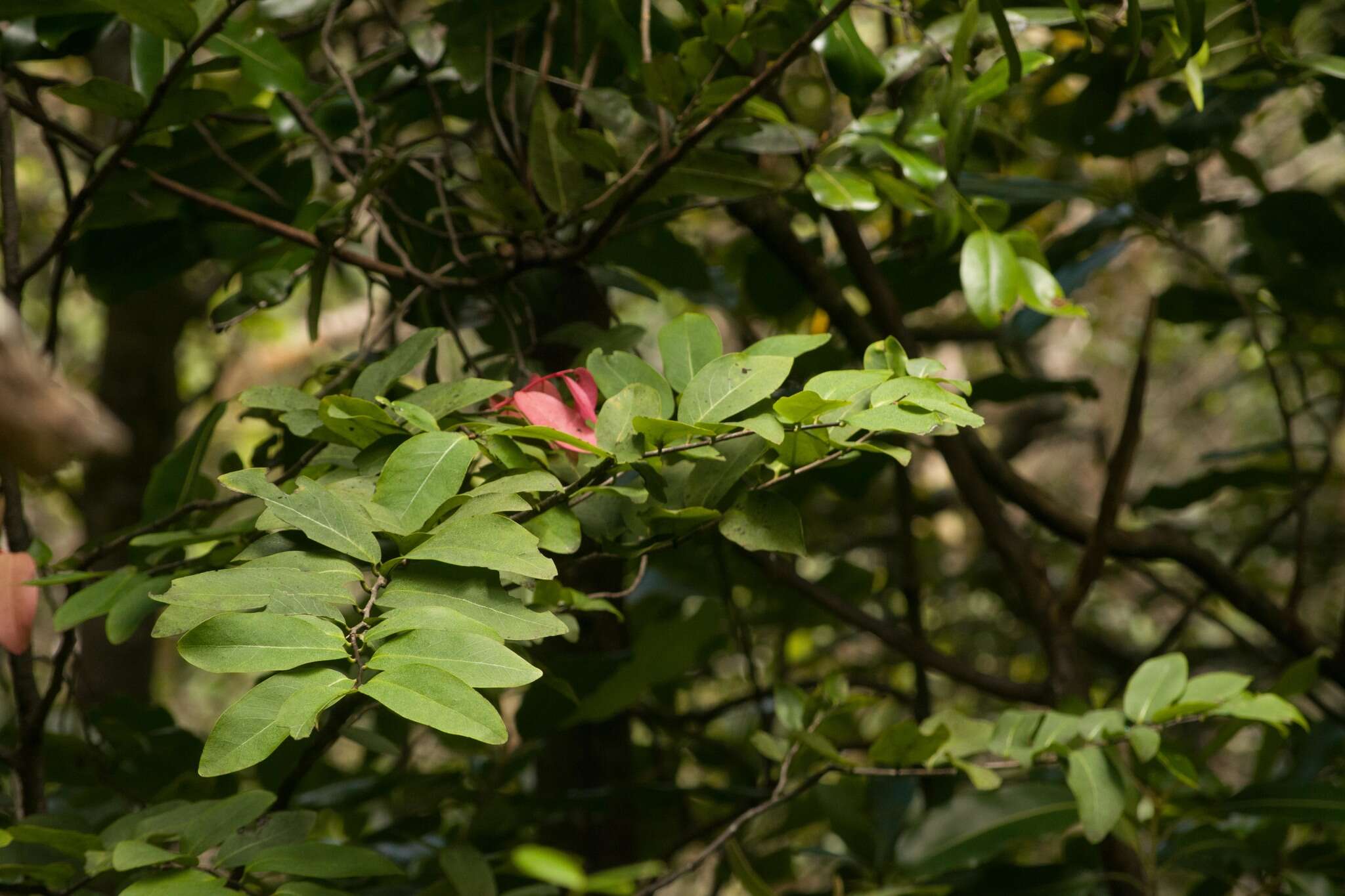 Image de Diospyros hillebrandii (Seem.) Fosberg