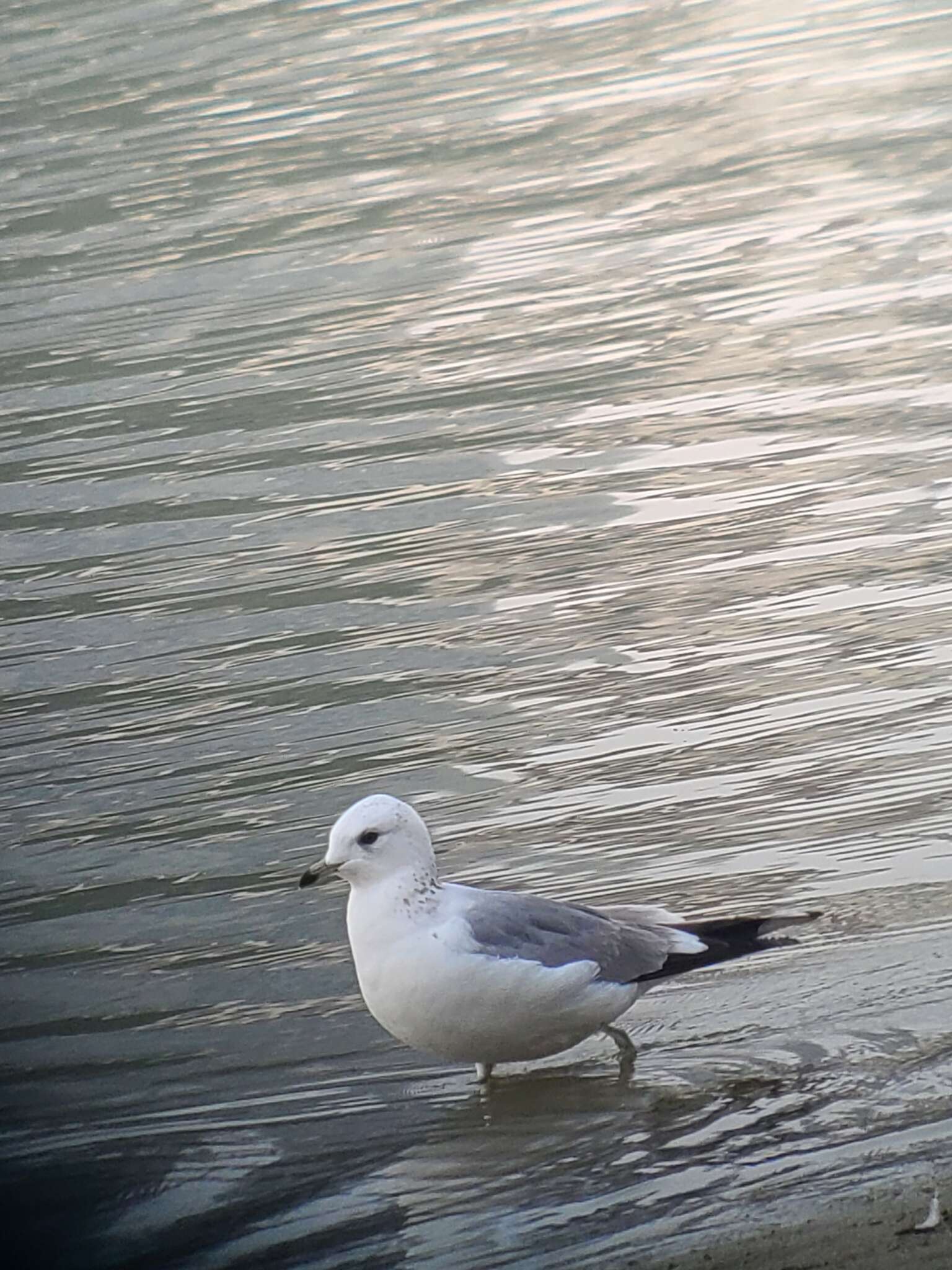 Image of Larus canus heinei Homeyer 1853