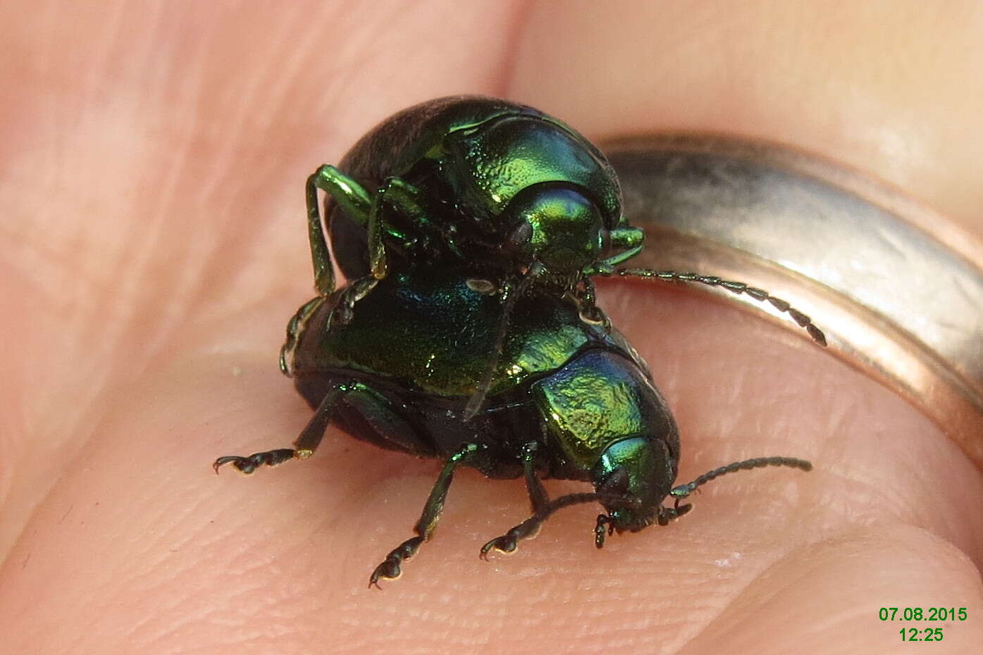 Image of Chrysolina fastuosa