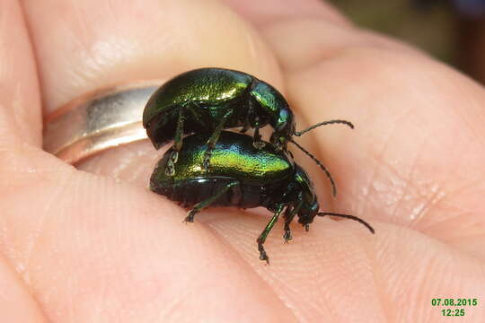 Imagem de Chrysolina fastuosa