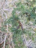 Melaleuca incana R. Br.的圖片