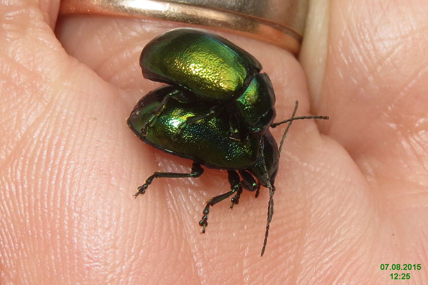 Image of Chrysolina fastuosa