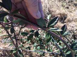 Plancia ëd Cotoneaster glaucophyllus Franch.