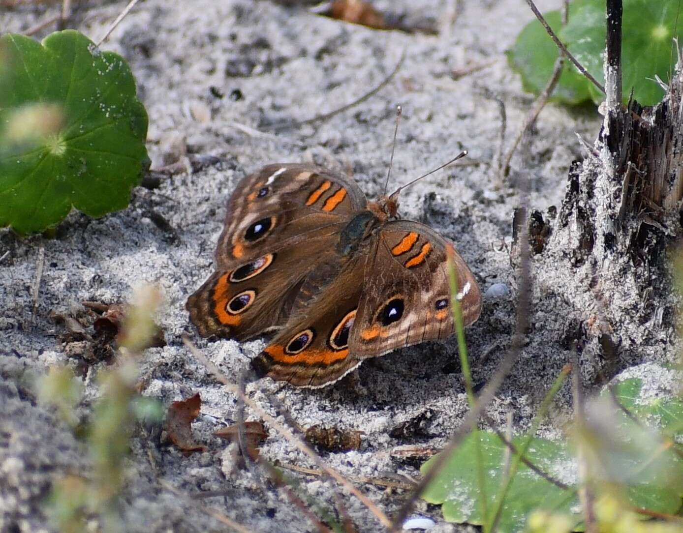 Sivun Junonia stemosa kuva