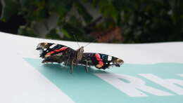 Image of Red Admiral